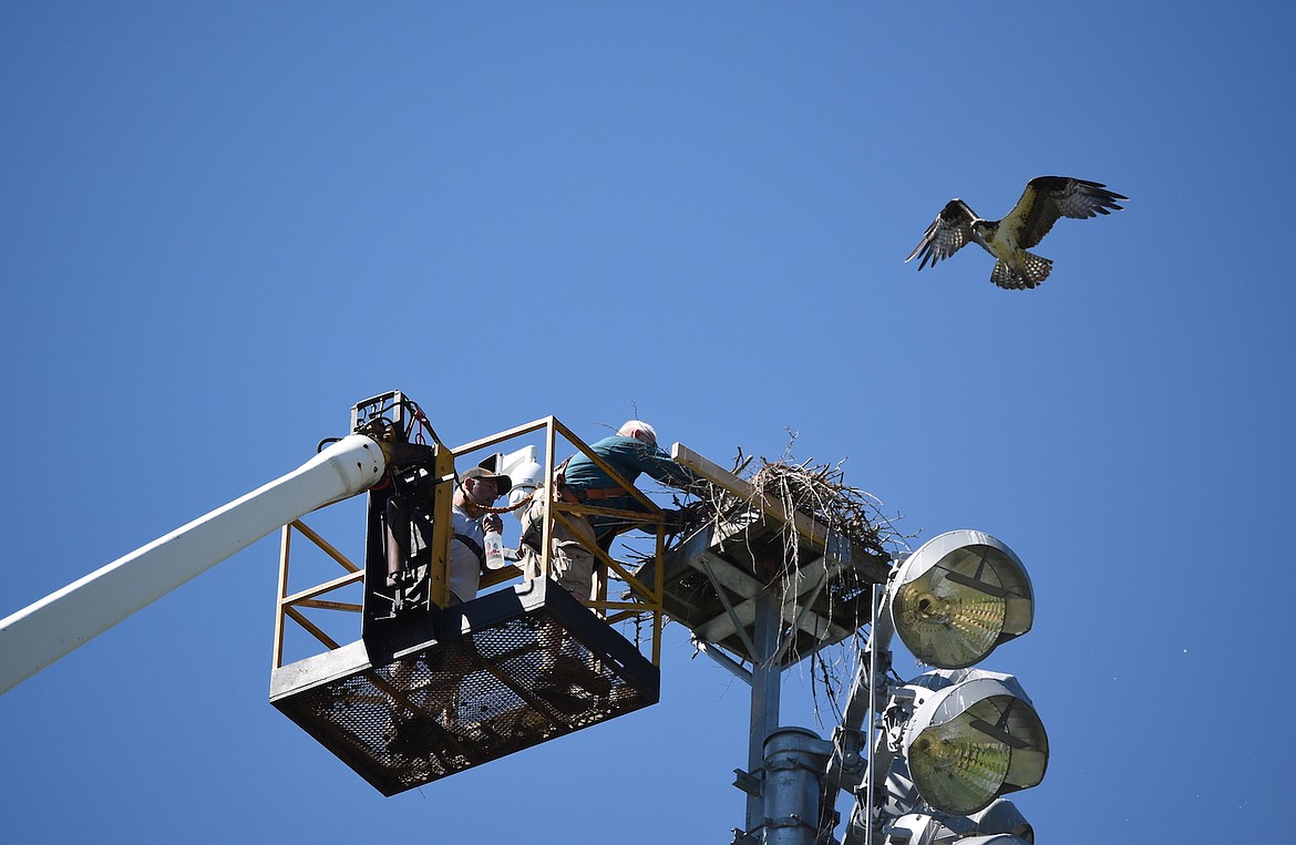 (Photo courtesy SANDPOINT ONLINE)
Biologist Wayne Melquist, right, bands while Dennis McIntire of Bestway Tree Service steadies the bucket at 100 feet up. Anxious mom circles above.