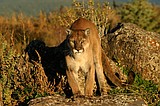 Cougar sightings put agencies on alert