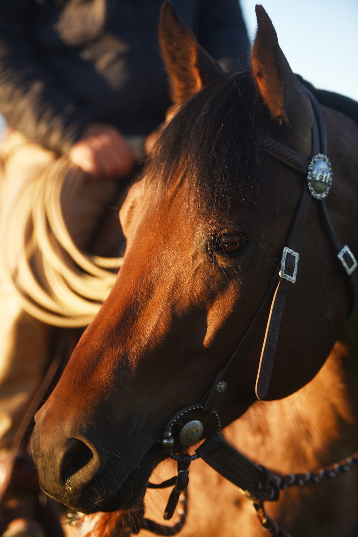 Dinero, a Quarter Horse at Standing Heart Ranch on Tuesday, June 26.(Brenda Ahearn/Daily Inter Lake)