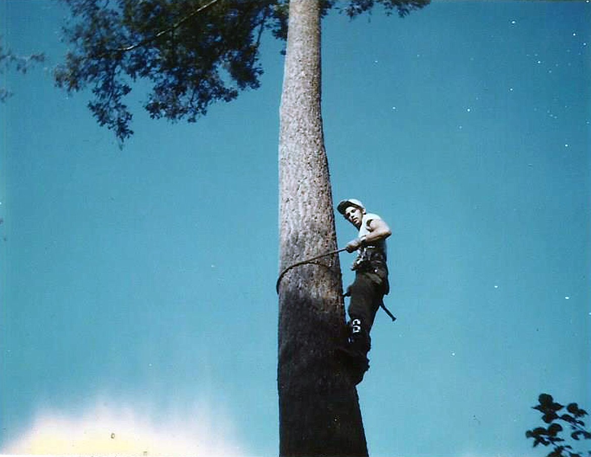 (Courtesy photo) 
A young Doug Cook climbs a tree during his early career in the logging industry. Cook was named the Priest River Chamber of Commerce's 2018 Bull of the Woods.