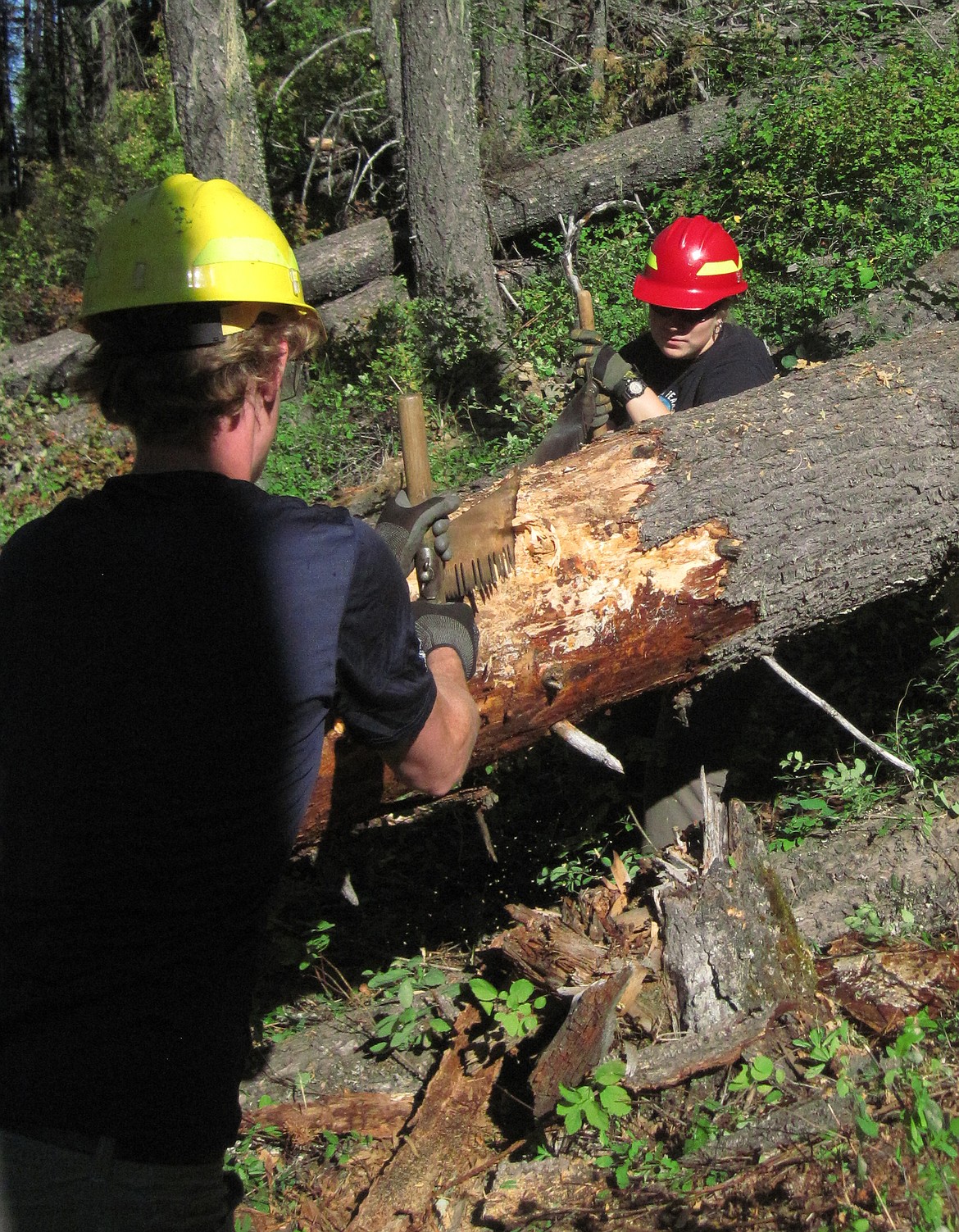 (Courtesy photo)
A Friends of Scotchman Peaks Wilderness trail crew uses a crosscut saw to clear blowdowns for new construction on the Scotchman Peak Trail 65 reroute in the proposed Scotchman Peaks Wilderness.