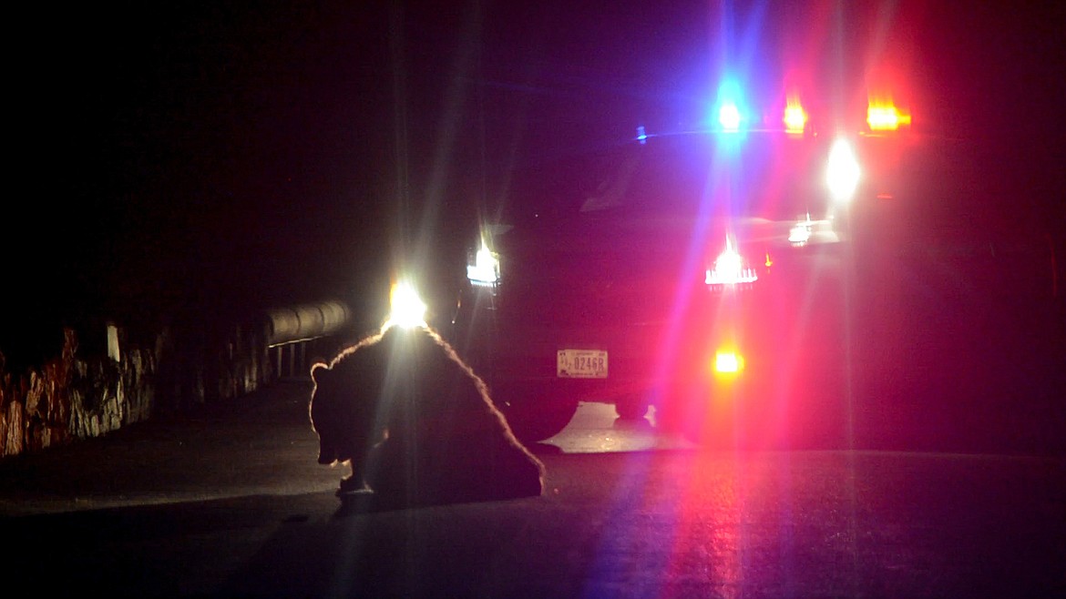 Kalispell resident Aaron Benson was driving on Going-to-the-Sun Road in Glacier National Park Saturday, July 14, when he came across a grizzly bear that had fallen off a cliff and suffered severe injuries. He recorded video of the bear before a park ranger euthanized it. This photo was pulled from the footage.