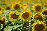 Sunflowers in the sun