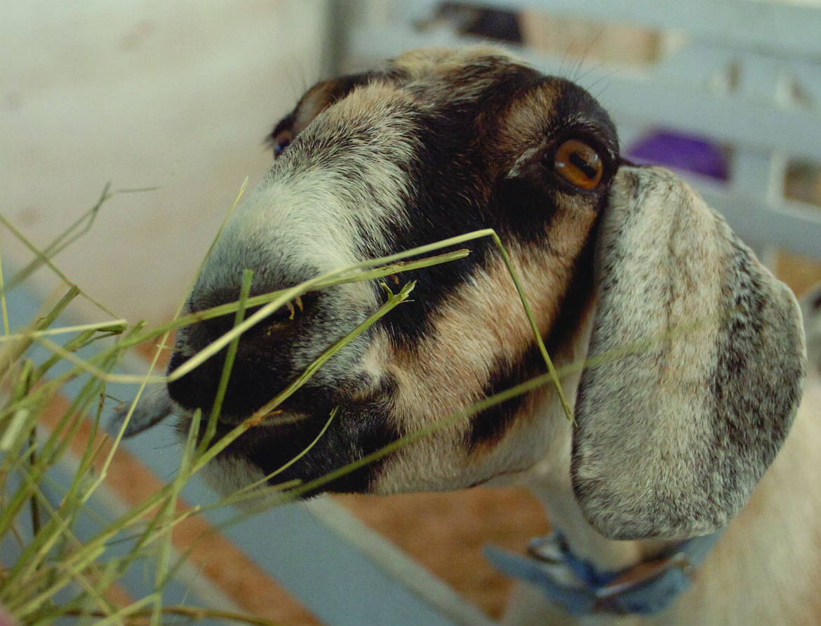 Laquisha, a boer goat owned by Kira McPhail, chows down on nutritious grass during the Lake County Fair on Wednesday, July 25 in Ronan.