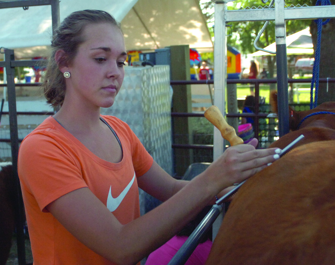 Regan Clairmont of Ronan puts the finishing touches on the market steer she entered for judging on prepare their market steer entries for judging Wednesday evening.