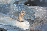 Yellow-pine Chipmunks an expert at rock hopping!