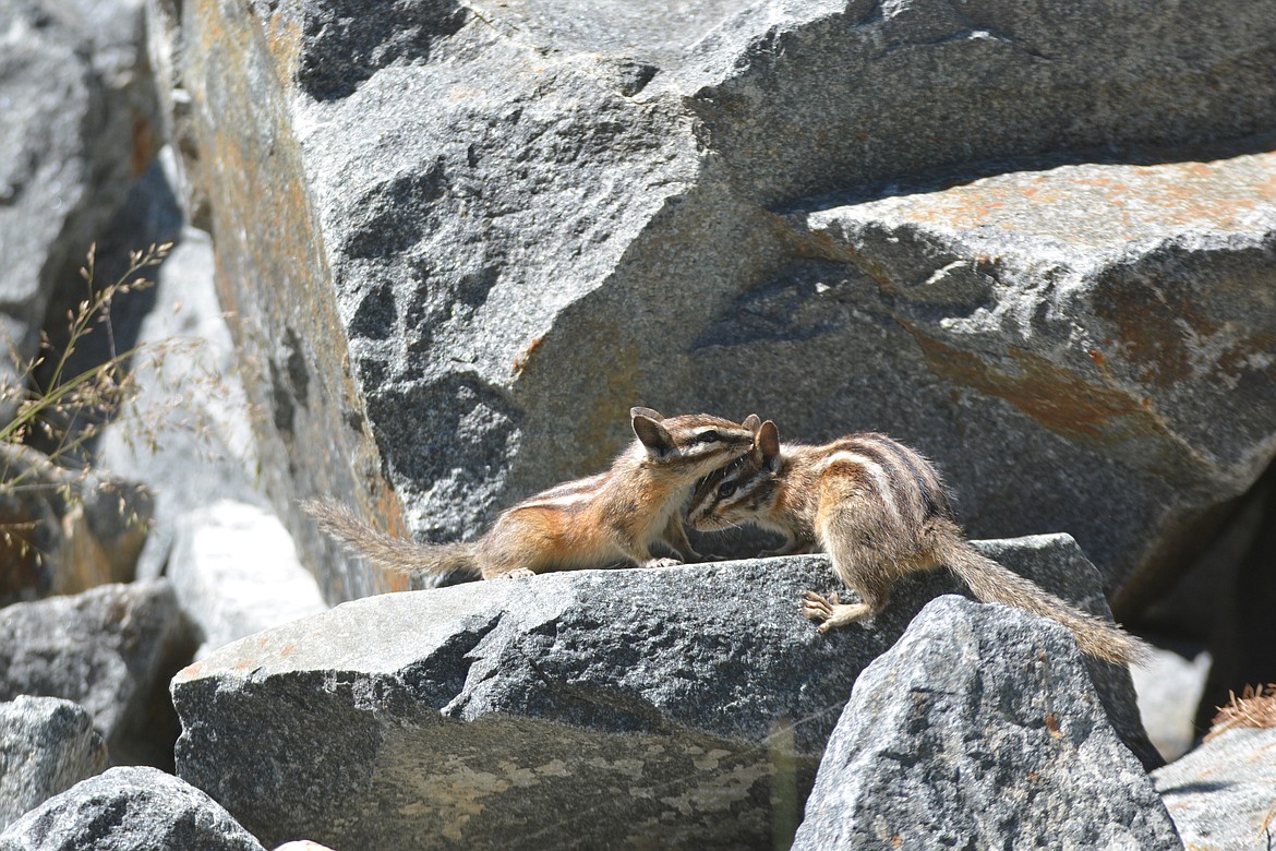 Photos by DON BARTLING
Two chipmunks greeting each other, stopping only for a minute then continuing their rock hopping.