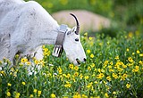 Glacier to study goats amidst a warming world