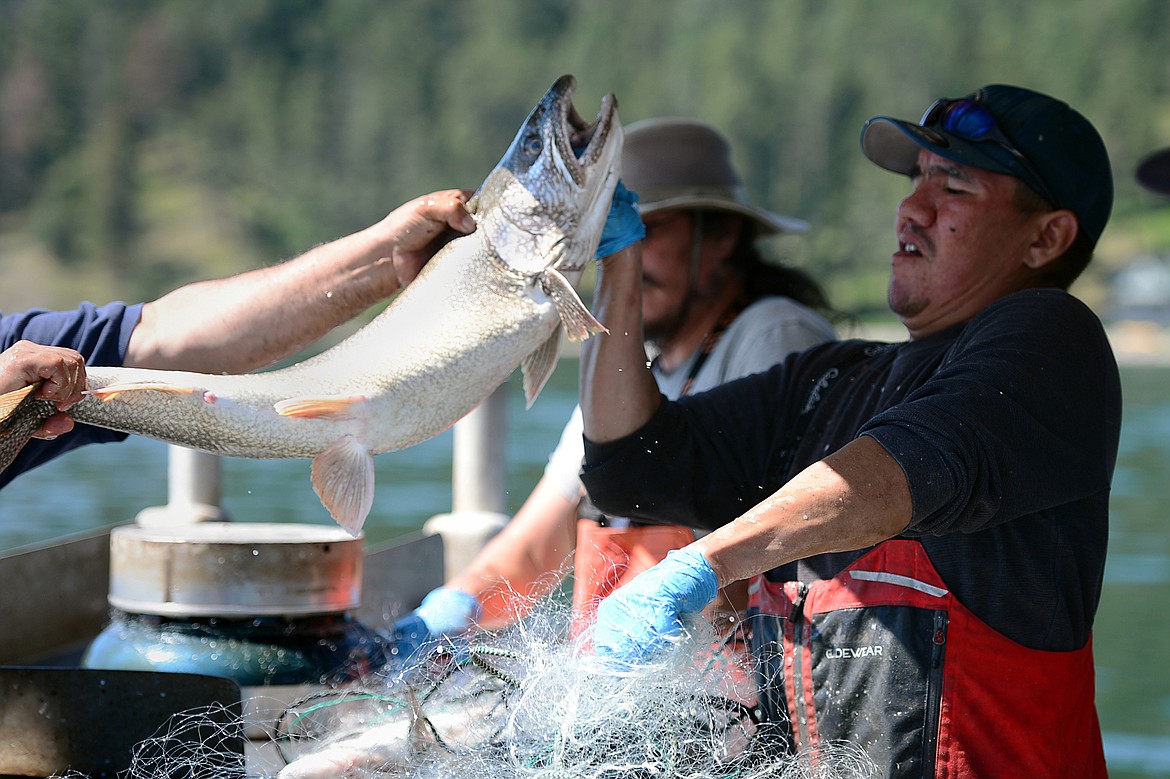 Woody Red Cloud separates a large lake trout from the rest of the fish during a Native Fish Keepers netting operation.