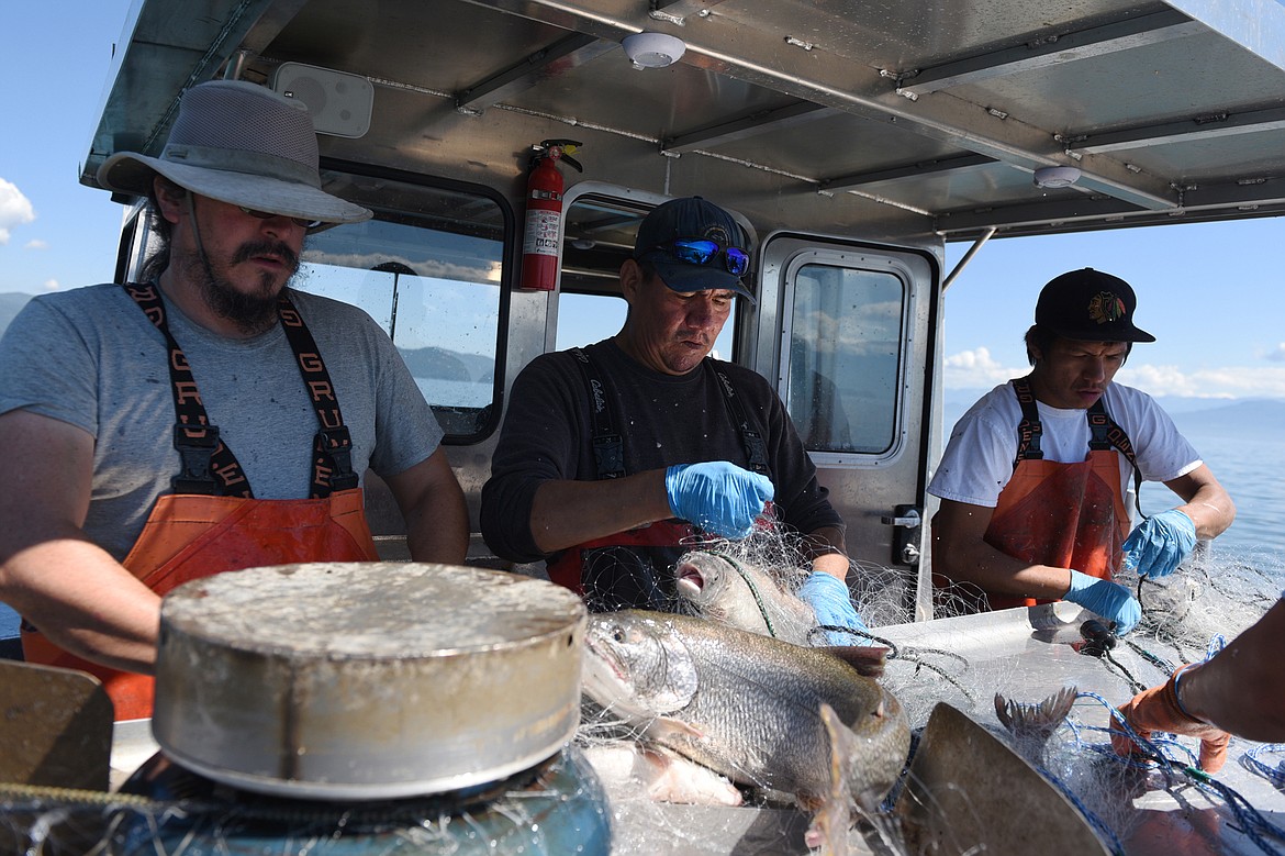 From left, Mountain Wahl, Woody Red Cloud and Sheldon Fisher remove lake trout and lake whitefish from a gill net during a Native Fish Keepers netting operation on Flathead Lake on June 20. (Casey Kreider/Daily Inter Lake)