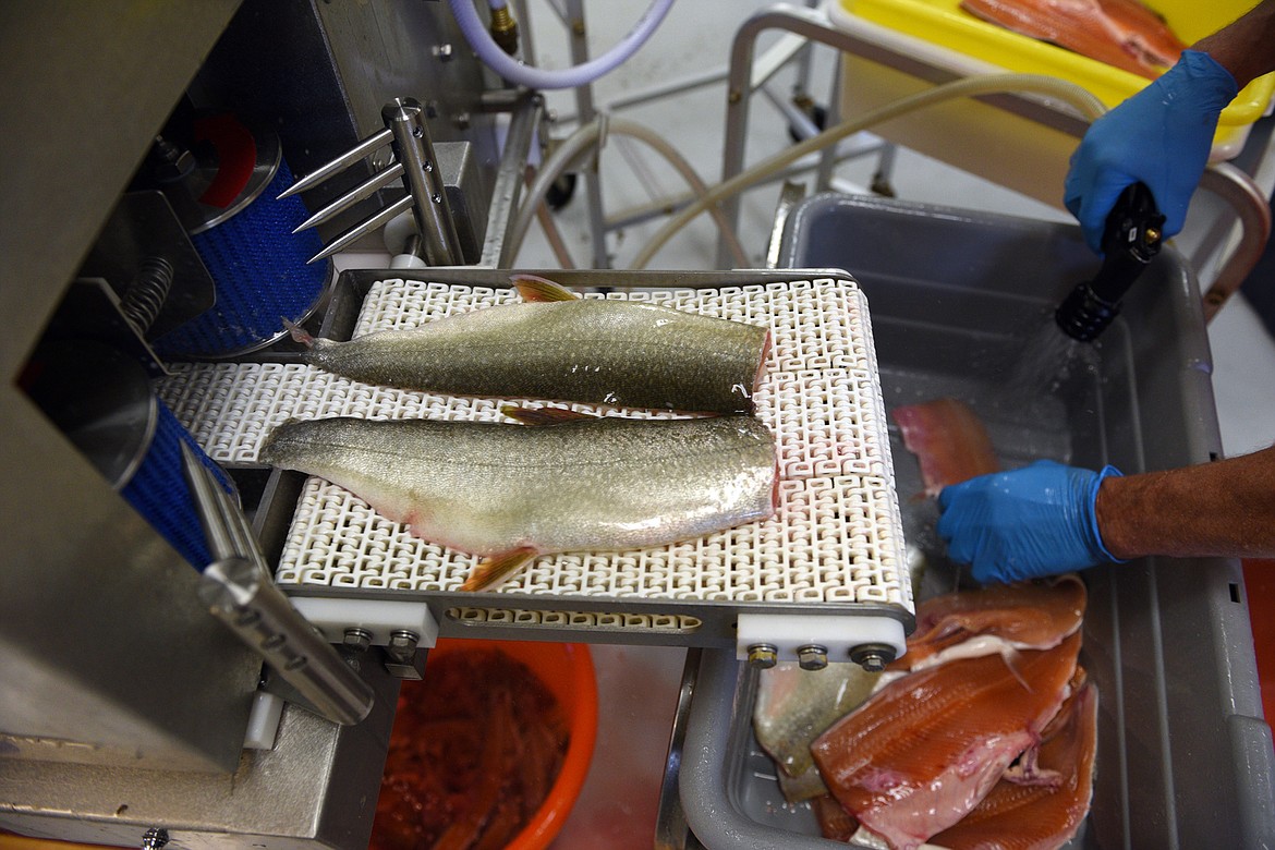 Lake trout is filleted by a machine at the Native Fish Keepers&#146; processing facility in Blue Bay on June 20. (Casey Kreider/Daily Inter Lake)