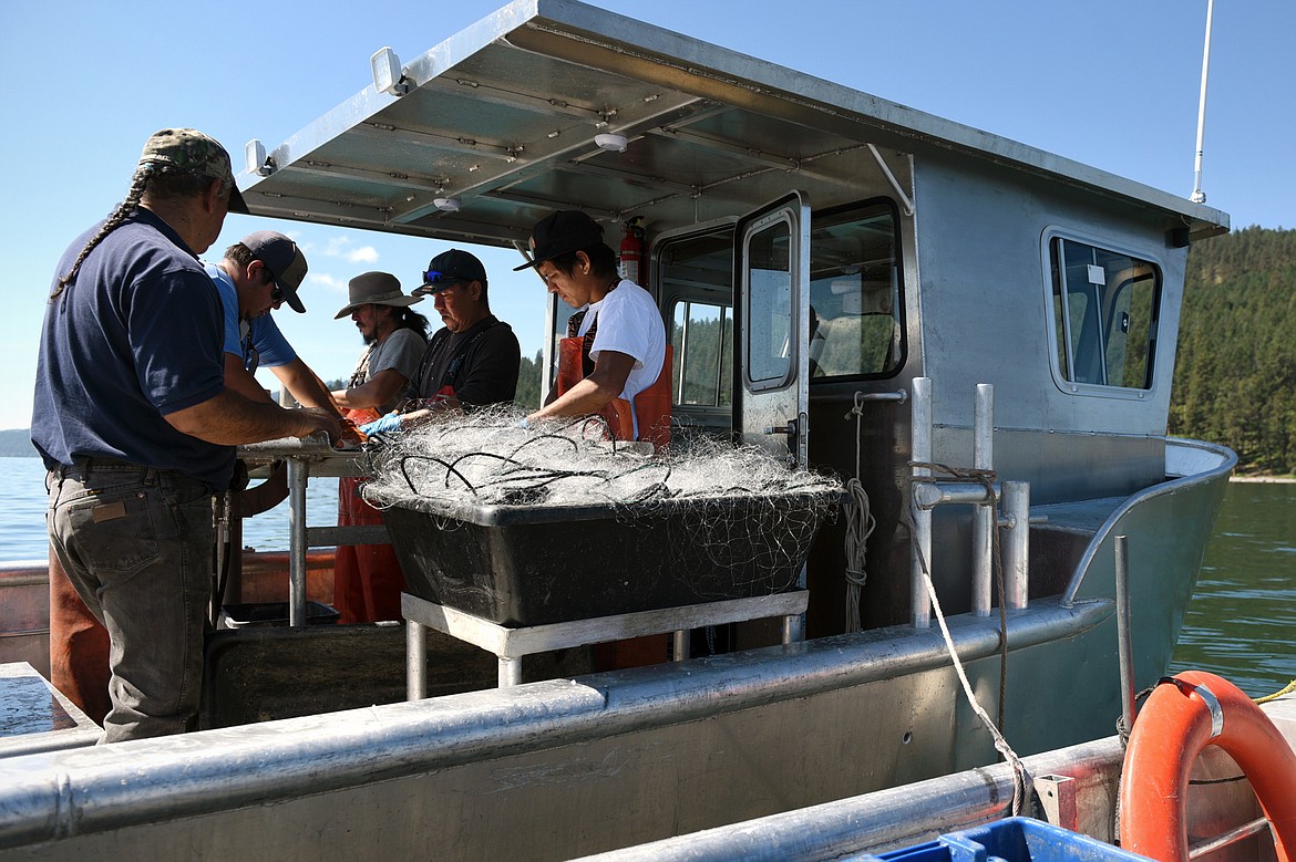 From left, Joe Santos, Bruce Maestas, Mountain Wahl, Woody Red Cloud and Sheldon Fisher remove lake trout and lake whitefish from a gill net during a Native Fish Keepers netting operation on Flathead Lake on June 20. (Casey Kreider/Daily Inter Lake)