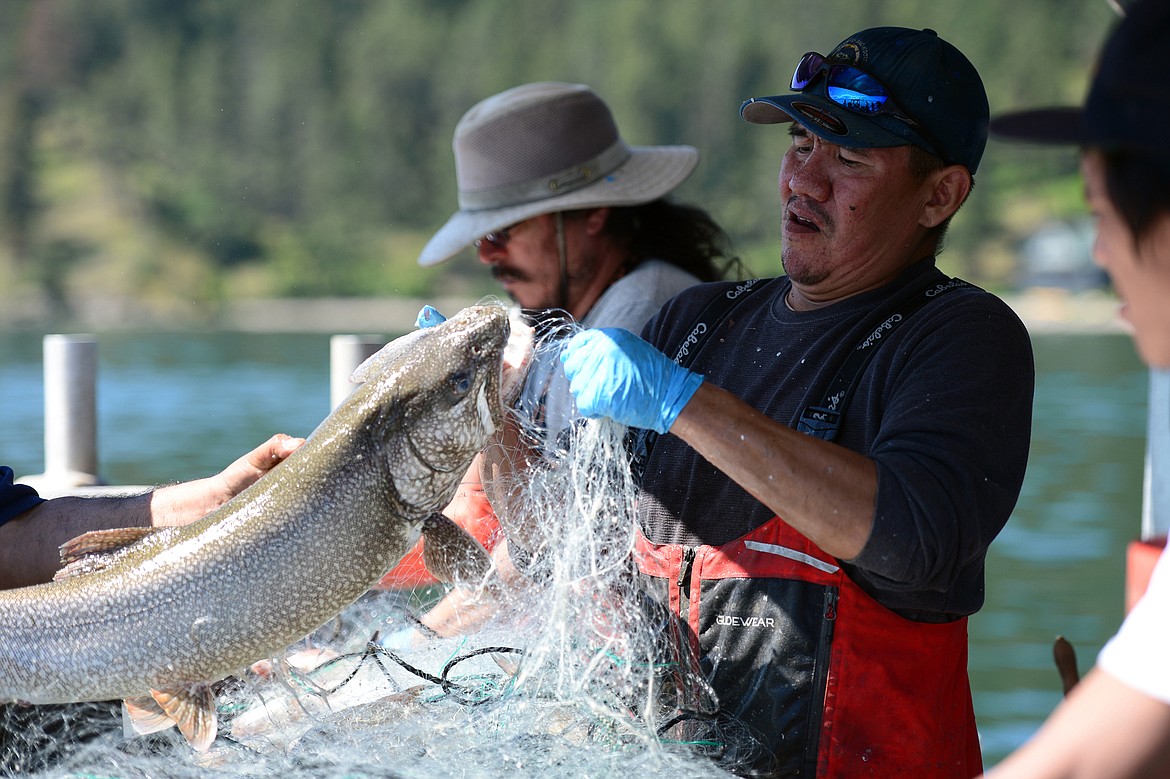 Woody Red Cloud removes a large lake trout from a gill net during a Native Fish Keepers netting operation on Flathead Lake on June 20. (Casey Kreider/Daily Inter Lake)