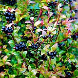 Hurry to get your huckleberries