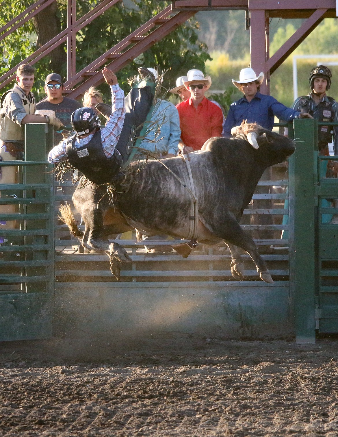 Photo by MANDI BATEMAN
A strong line up of bulls kept the audience on their toes- and many bullriders on the ground.