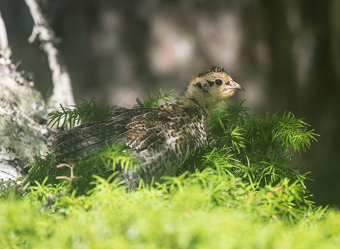 A toung Franklin&#146;s grouse takes refuge in a lofty perch.