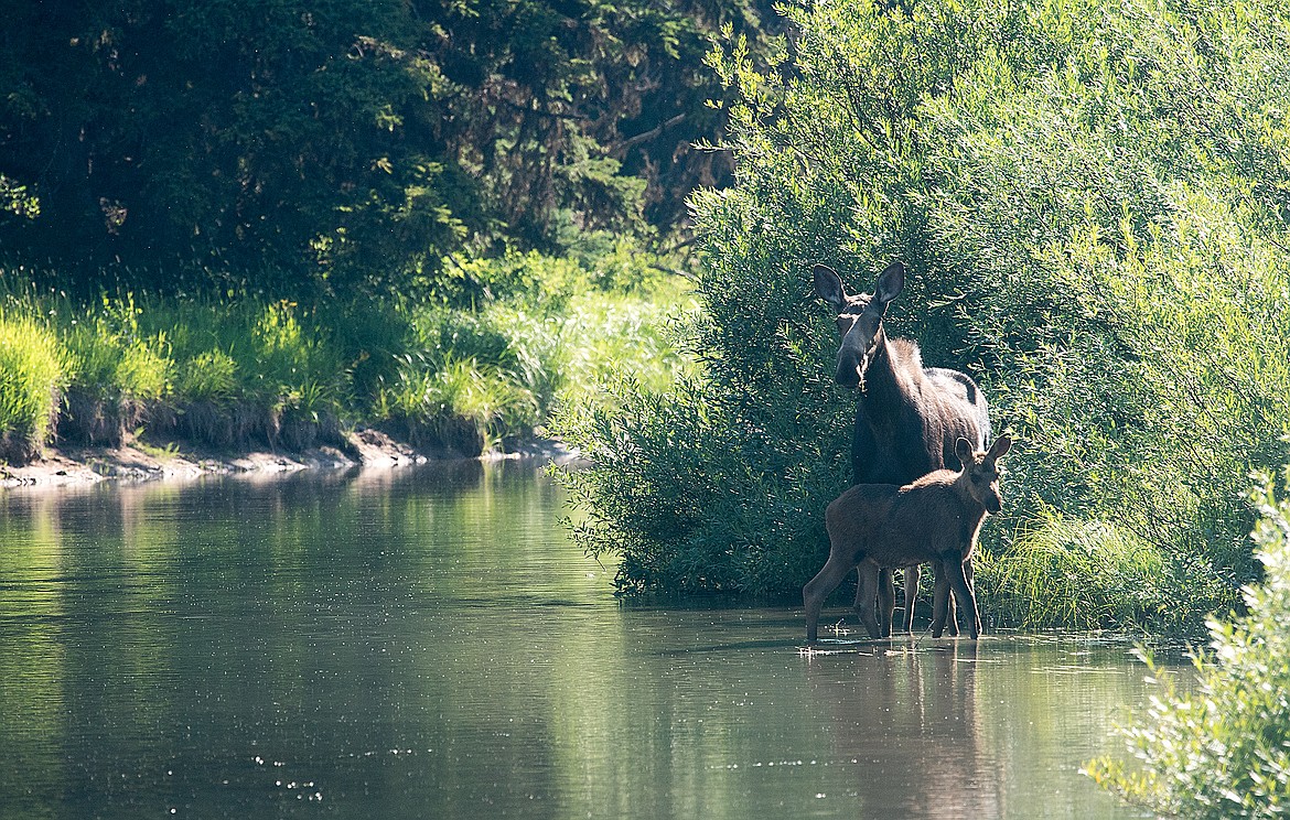 Cow and calf moose near the trail.