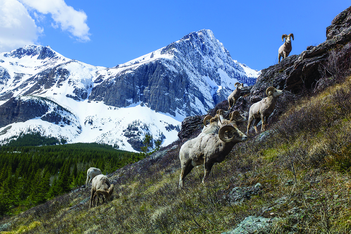 Bighorn sheep graze in Glacier National Park&#146;s Many Glacier Valley. (Daily Inter Lake file photo)