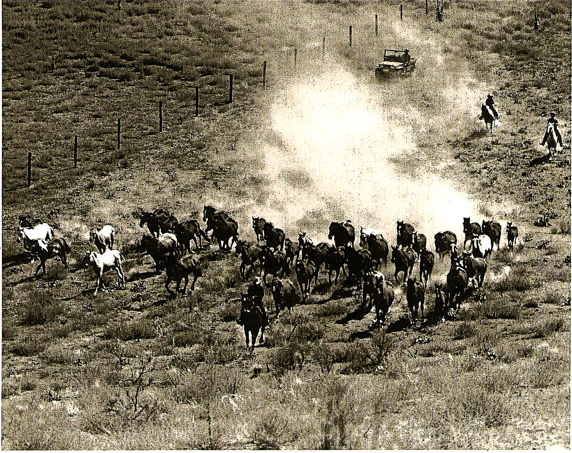 Courtesy photo
This aerial black-and-white photo of cowboys bringing in the herd for the Moses Lake Roundup captures the spirit of the West for a rodeo 75 years in the making.