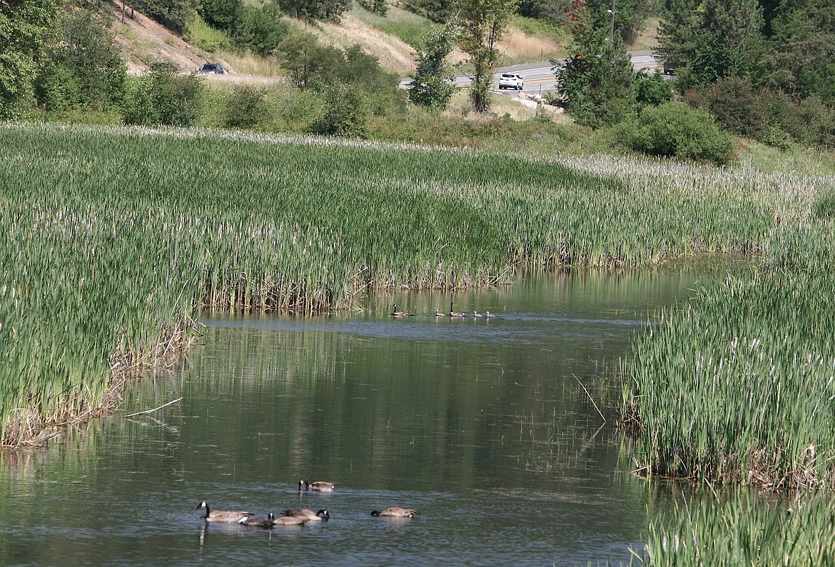 Groups of Canada geese peacefully navigate the Cougar Bay Preserve on Lake Coeur d&#146;Alene as traffic on U.S. 95 in the background roars by.