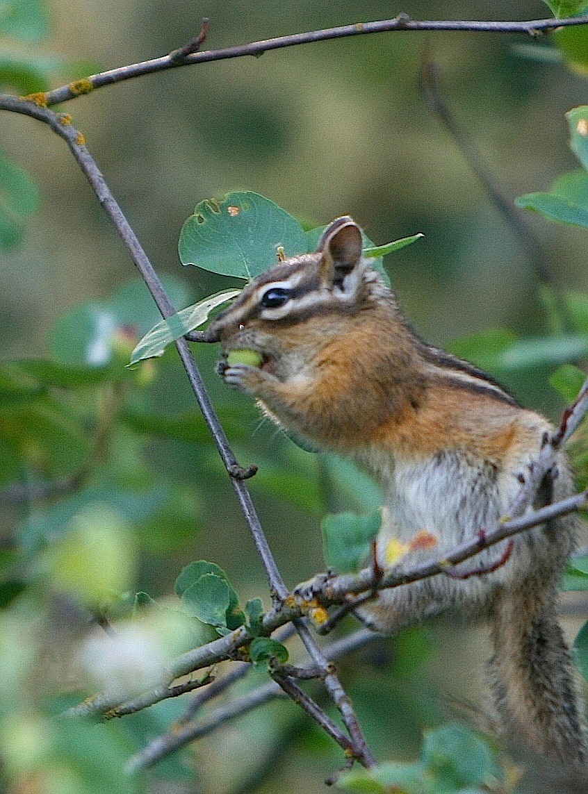 A chipmunk enjoys breakfast in the Cougar Bay Preserve on Lake Coeur d&#146;Alene.