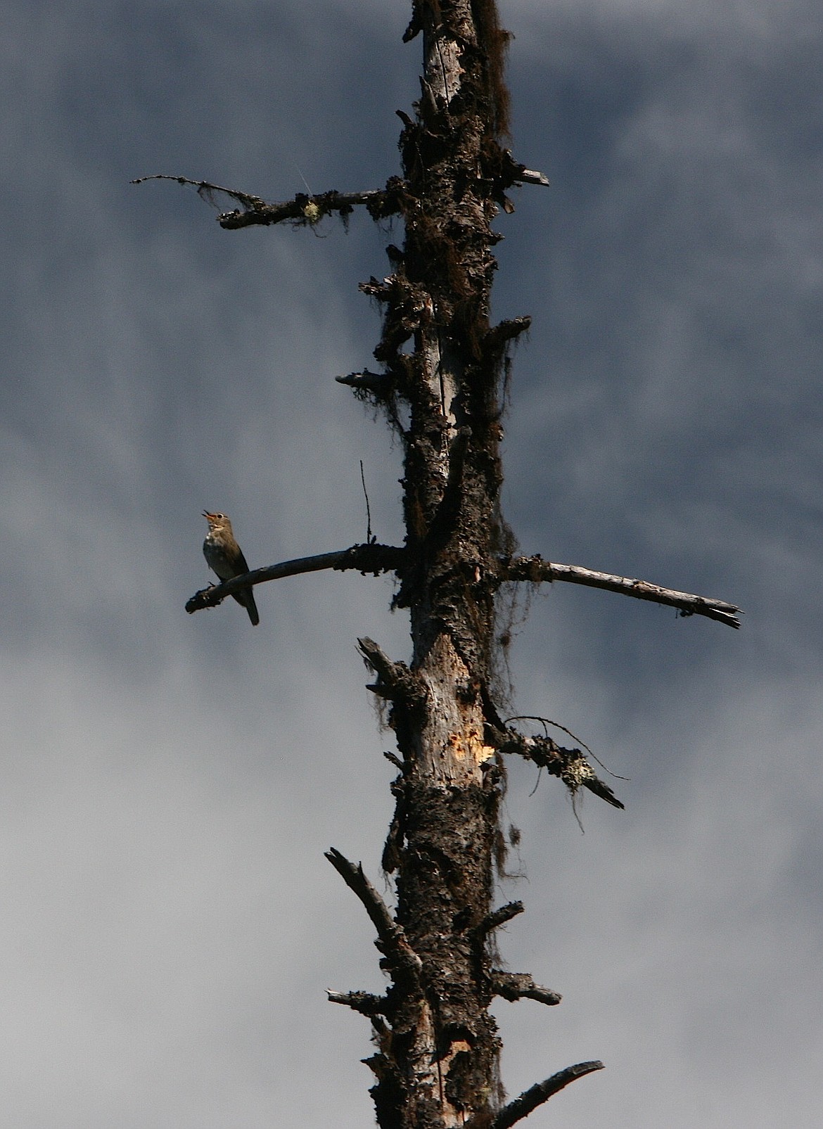 A Swainson&#146;s thrush makes its presence known in the Cougar Bay Preserve.