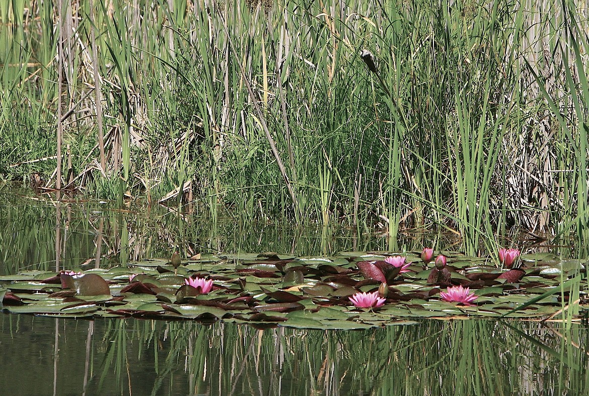 Water lilies add vibrant color to the wetlands at Cougar Bay Preserve.