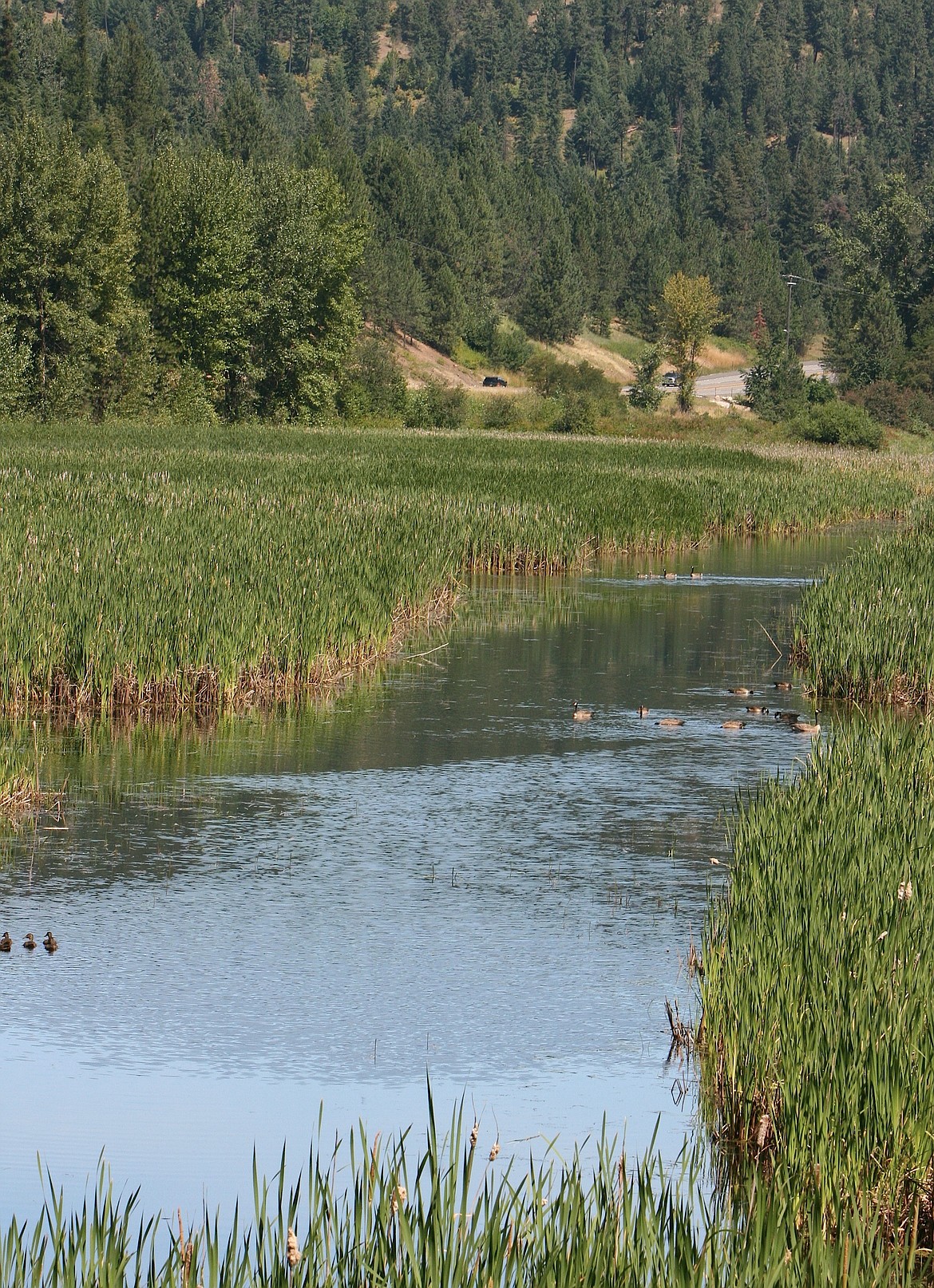 A channel in the Cougar Bay Preserve serves as refuge for multiple types of birds.