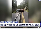 Bison 'matador' ends up in jail