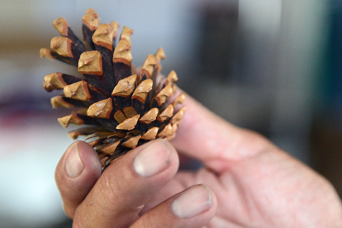 Monty Marengo, of Glacier Cone Company, holds a austriaca pine cone at his residence in Polson on Friday, July 27. (Casey Kreider/Daily Inter Lake)