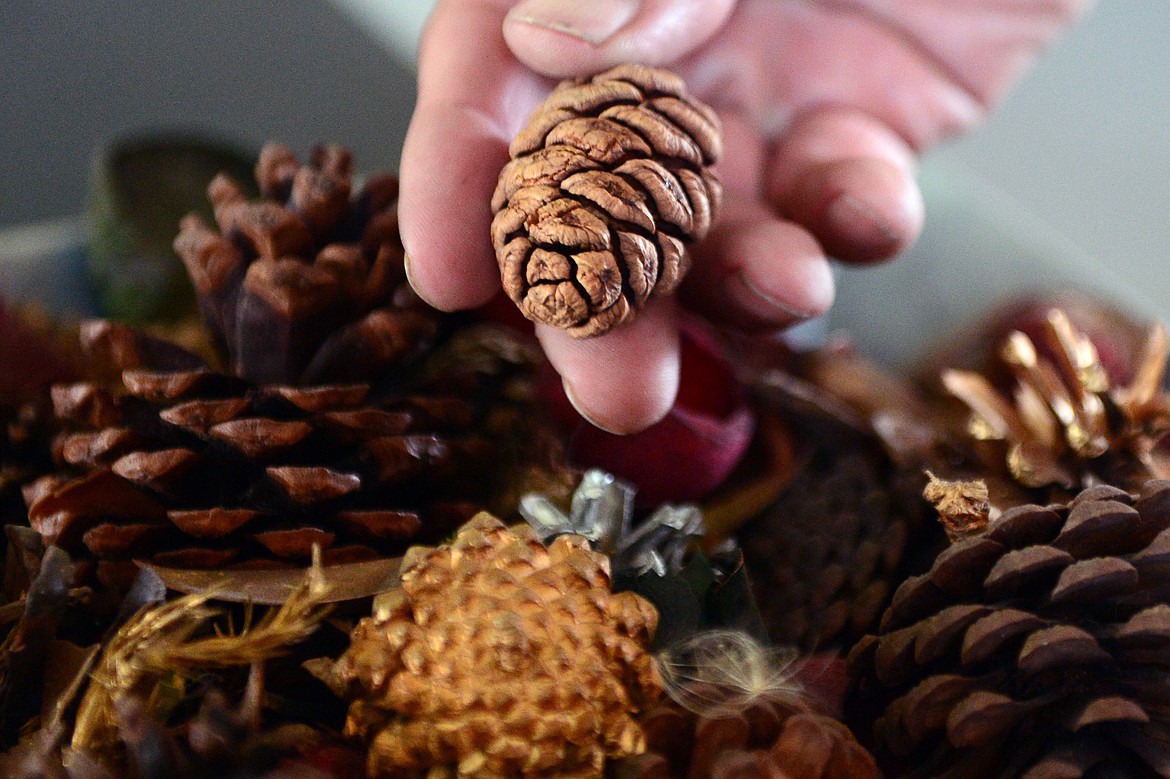 Monty Marengo, of Glacier Cone Company, holds a pine cone from a giant sequoia tree at his residence in Polson on Friday, July 27. (Casey Kreider/Daily Inter Lake)