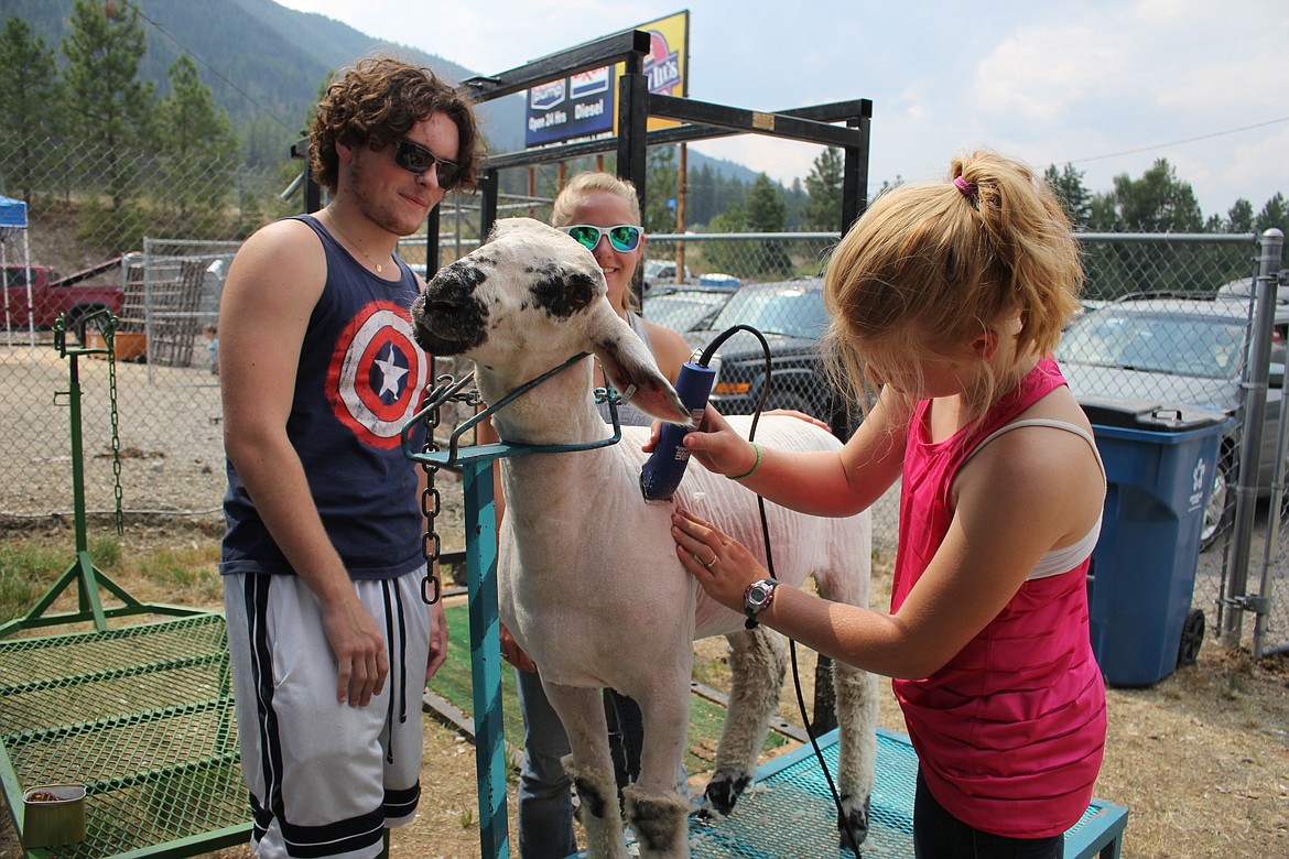 4-H member Macy Hill (right) puts the finishing touches on her reserve champion sheep just before the auction at the Mineral County Fair last weekend.