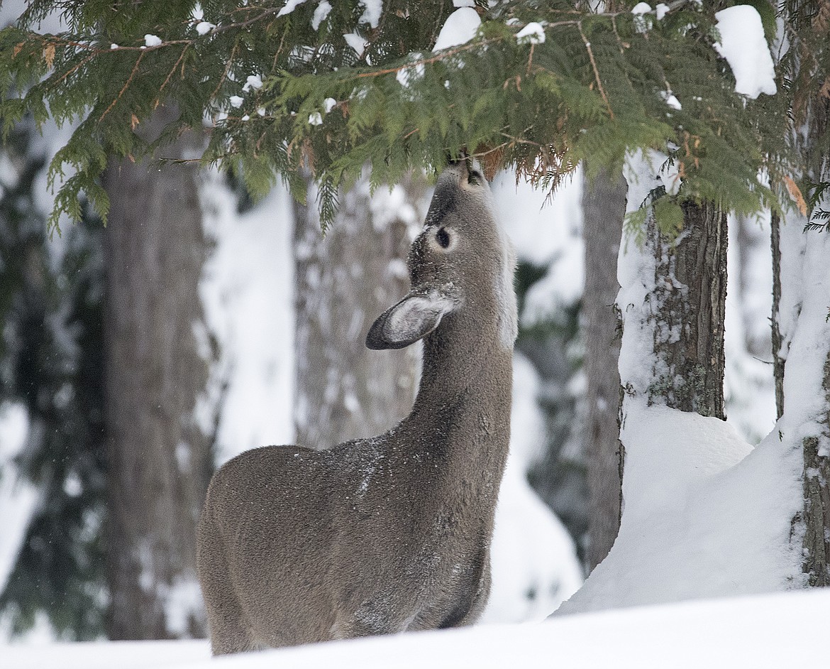 Last winter was tough on local game herds | Hungry Horse News