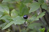 Huckleberries: Boundary County's wild purple gem
