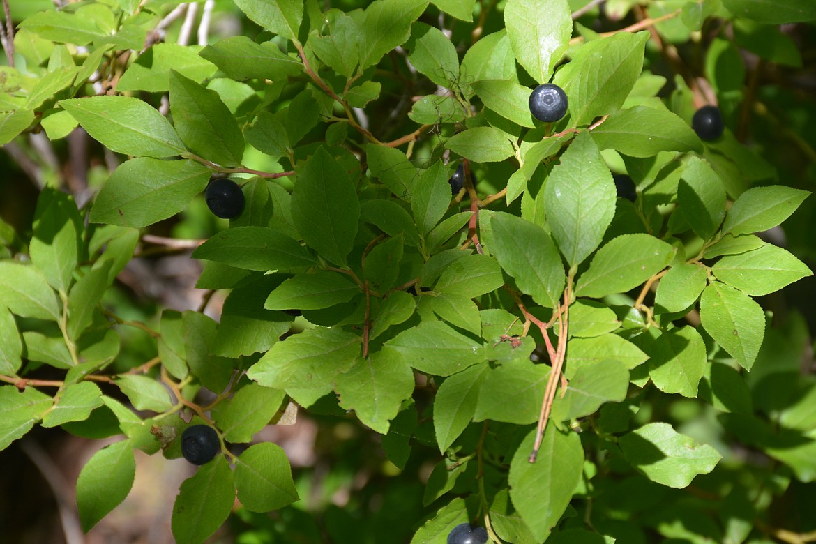 Photo by DON BARTLING
Another thing to remember is that people aren&#146;t the only creatures working huckleberry patches.  Black bears and grizzlies eat them too, so whenever you&#146;re picking in bear country be &#147;berry aware&#148; of the bears, stay alert and make plenty of noise to reduce the chances of surprising a bear.