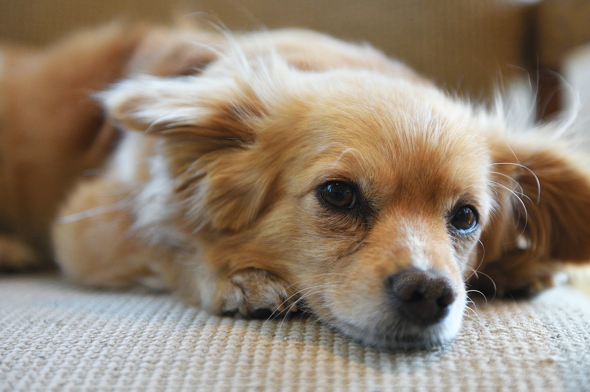 Seeley, a hospice dog with Stage IV lymphoma, rests on a chair in his owner Jenna Justice's office at Frontier Hospice in Kalispell on Tuesday, July 24. (Casey Kreider/Daily Inter Lake)