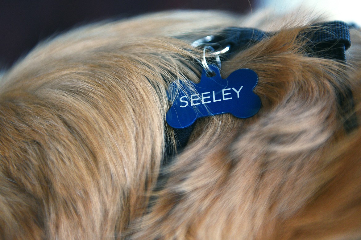 Seeley, a hospice dog with Stage IV lymphoma, rests on a chair in his owner Jenna Justice's office at Frontier Hospice in Kalispell on Tuesday, July 24. (Casey Kreider/Daily Inter Lake)