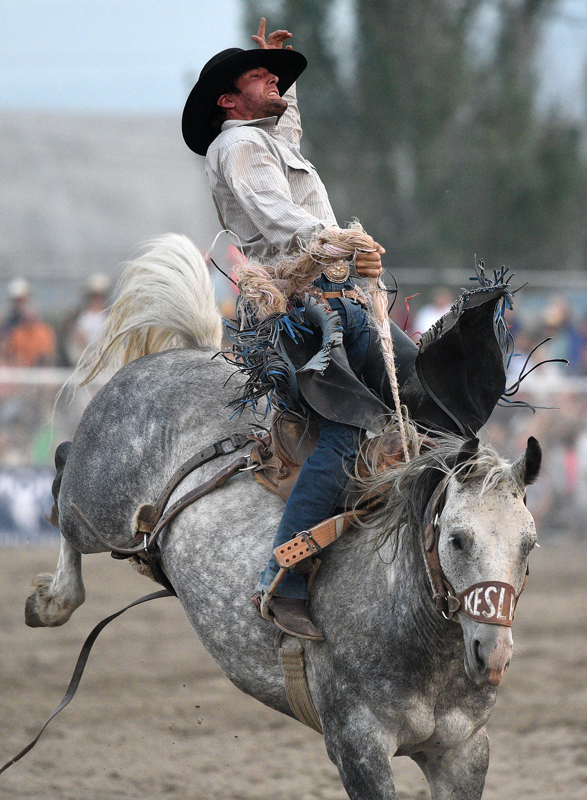 LeRoy Eash, of Fortine, hangs on to his horse Cover Story during the saddle bronc riding event at the Northwest Montana Fair PRCA Rodeo on Saturday evening at the Flathead County Fairgrounds. (Casey Kreider/Daily Inter Lake)