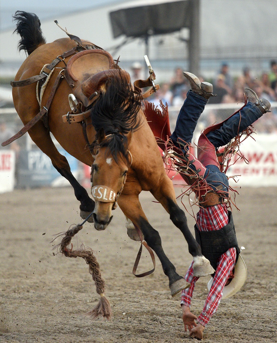 Andrew Evjene, of Two Dot, gets bucked off his horse Dark Shadows during the saddle bronc riding event at the Northwest Montana Fair PRCA Rodeo on Saturday evening at the Flathead County Fairgrounds. (Casey Kreider/Daily Inter Lake)