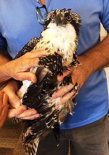 Courtesy photo
This 8-week-old osprey was rescued Tuesday by Birds of Prey Northwest when citizens reported that she was on the ground near the dog park in McEuen Park in Coeur d&#146;Alene. She was found starving and weak, but Birds of Prey director Janie Veltcamp believes she has a fighting chance even after being blown out of the nest before she was ready to fly.