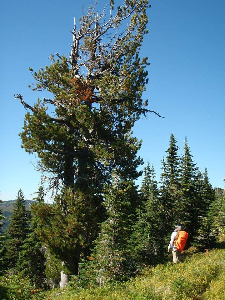 (Photo courtesy FSPW)
Admiring a whitebark pine tree in North Idaho.