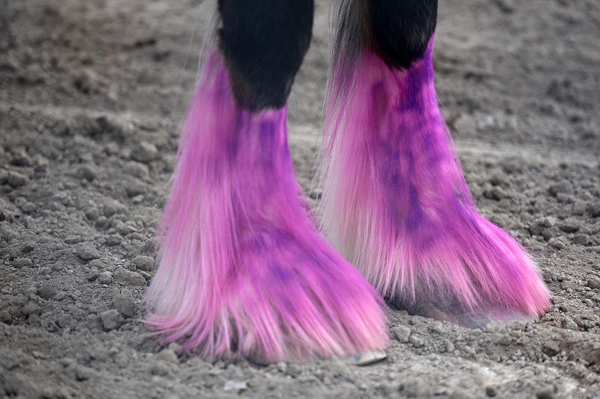 Brittany Williams' clydesdale Sunny shows off its pink and purple dyed feathering at the draft horse show at the Northwest Montana Fair and Rodeo on Thursday. (Casey Kreider/Daily Inter Lake)