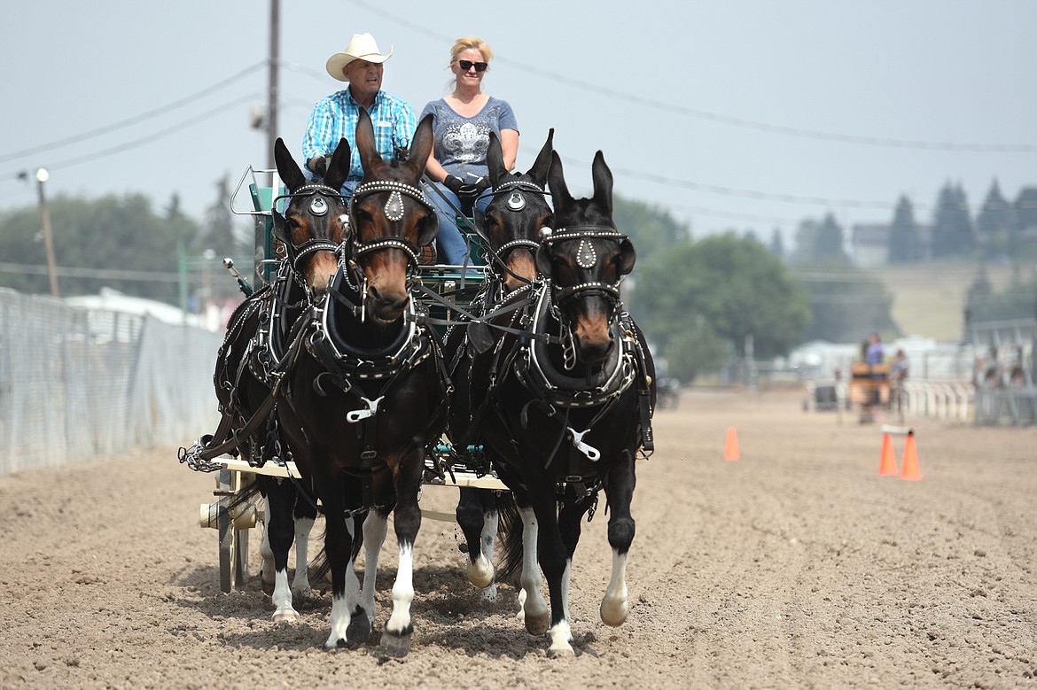 Ray and Brenda Woodside, of Potomac, ride behind their mules Rose, Sweet Pea, Julie and Ned during the draft horse show at the Northwest Montana Fair and Rodeo on Thursday. (Casey Kreider/Daily Inter Lake)