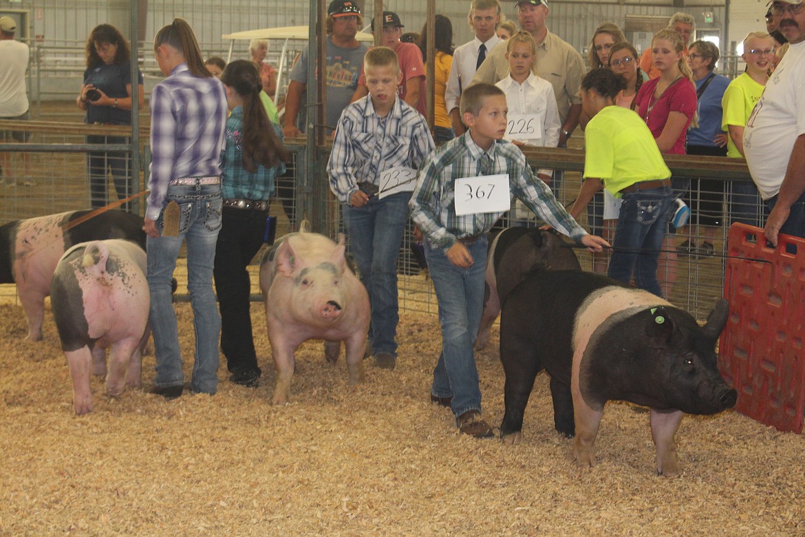 Cheryl Schweizer/Columbia Basin HeraldSwine competitors watch the judge, and their animals, during market class at the Grant County Fair.