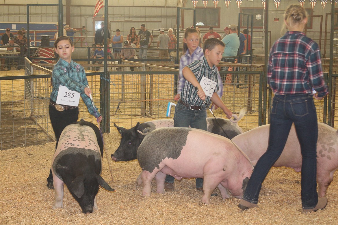 Cheryl Schweizer/Columbia Basin HeraldCompetitors watch the judge, and their animals, during swine market competition at the Grant County Fair.