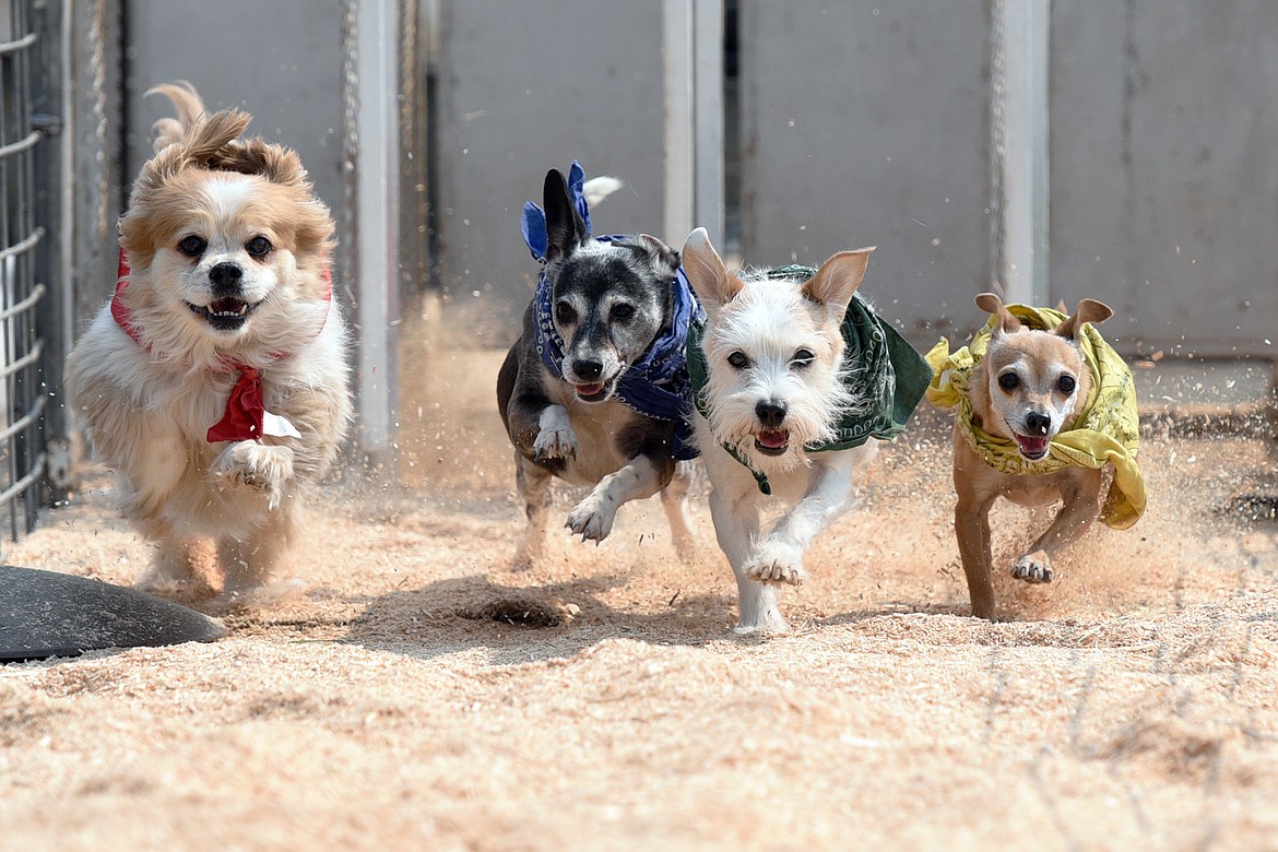 Dogs race at Cook&#146;s Racing Pigs at the Fair on Wednesday. (Casey Kreider/Daily Inter Lake)