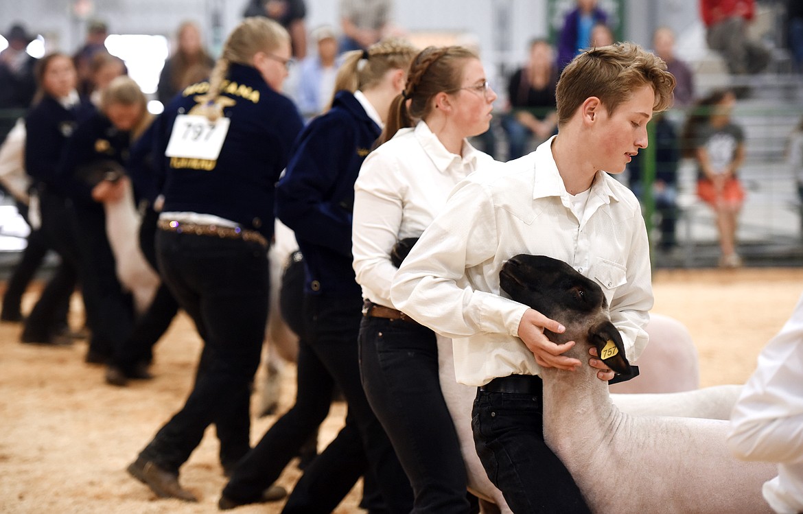 Hayden Braaten competes in the senior level of the sheep showmanship competition.