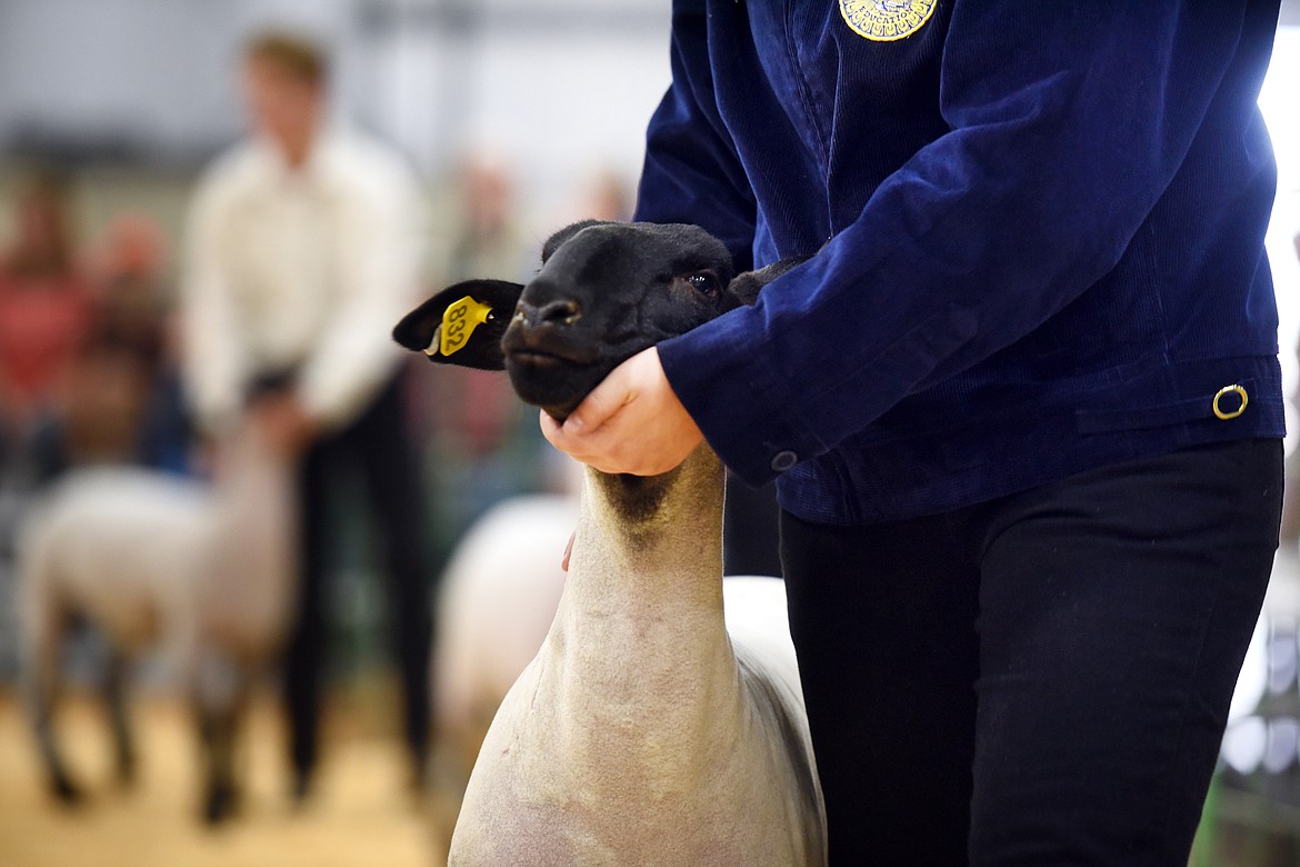 A FFA competitor leads their sheep in the showmanship competition on Tuesday morning, August 14, at the Northwest Montana Fair at the Flathead County fairgrounds in Kalispell.(Brenda Ahearn/Daily Inter Lake)