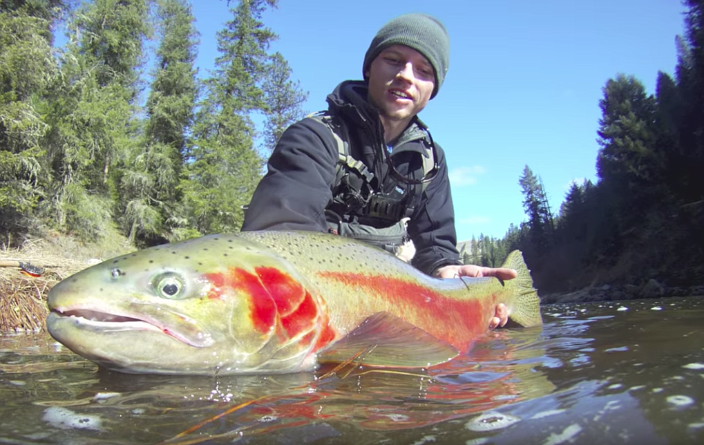 Photo by IAN McDONALD
An angler hoists a Clearwater River steelhead taken on a fly rod. Although it&#146;s still early in the season, the number of steelhead heading to Idaho so far this summer have been low, but better than last year.