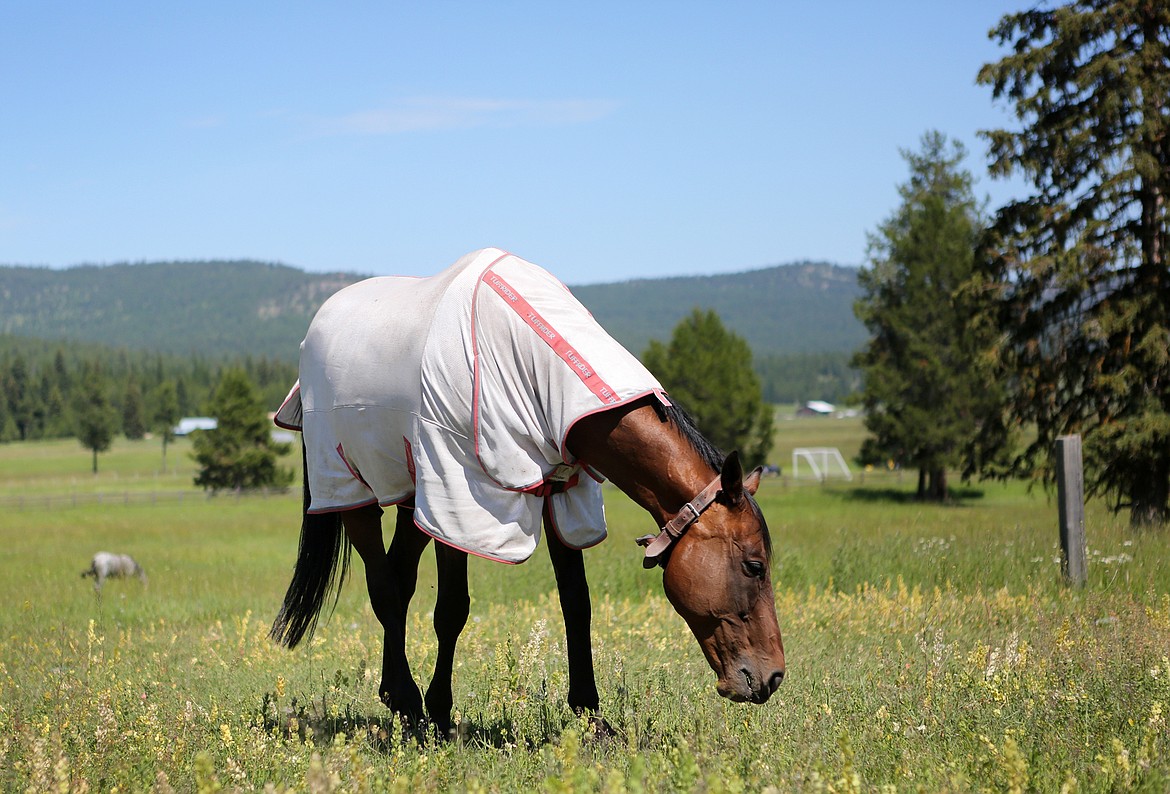 A horse grazes in a field on the Montana Academy campus in Marion.